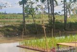 Program cetak sawah di Sumsel berjalan sesuai rencana