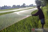 Petani memasang jaring penghalau hama burung pipit (Estrildidae) pada tanaman padi di persawahan Desa Pabean udik, Indramayu, Jawa Barat, Rabu (2/7/2025). Badan Pusat Statistik (BPS) menyatakan produksi padi sepanjang Januari hingga Agustus 2025 diperkirakan akan mencapai 43,34 juta ton GKG atau mengalami peningkatan sebesar 5,36 juta ton GKG dibandingkan dengan periode yang sama tahun 2024 yang tercatat 37,98 juta ton. ANTARA FOTO/Dedhez Anggara/agr