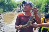DKP DIY memastikan satu buaya di Sungai Progo ditangkap tim gabungan