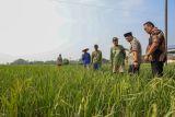 Pemprov Jateng  salurkan 13.625 kg benih padi untuk petani Grobogan