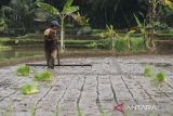 Petani membuat garis sebelum ditanami bibit padi pada area persawahan di Mandalawangi, Kabupaten Pandeglang, Banten, Jumat (4/7/2025). Badan Pusat Statistik (BPS) Banten mencatat pada bulan Juni 2025 nilai tukar petani (NTP) Banten sebesar 107,92 atau mengalami kenaikan 0,18 persen dibandingkan bulan sebelumnya dikarenakan naiknya indeks harga diterima petani (It) sebesar 0,39 persen dan indeks harga dibayar petani (Ib) 0,21 persen, sementara nilai tukar usaha pertanian (NTUP) 112,89 atau naik 0,27 persen dibandingkan bulan sebelumnya. ANTARA FOTO/Angga Budhiyanto/gp