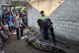 Buaya pemangsa kakek di Sungai Semaka Tanggamus ditangkap