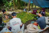 Warga mengupas buah pinang hasil panen di Kawasan Hutan Gunung Lemongan, Desa Sumberpetung, Kecamatan Ranuyoso, Lumajang, Jawa Timur, Sabtu (5/7/2025). Panen pinang di kawasan hutan produksi Perhutani Rp7.000 per kilogram tersebut pada musim panen saat ini mengalami peningkatan 2 ton per hari dibandingkan tahun 2024 yang hanya 1,2 ton per hari diperkirakan terpengaruhi cuaca hujan yang lebih panjang. Antara Jatim/Irfan Sumanjaya/um