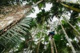 Warga memanen buah pinang di Kawasan Hutan Gunung Lemongan, Desa Sumberpetung, Kecamatan Ranuyoso, Lumajang, Jawa Timur, Sabtu (5/7/2025). Panen pinang di kawasan hutan produksi Perhutani Rp7.000 per kilogram tersebut pada musim panen saat ini mengalami peningkatan 2 ton per hari dibandingkan tahun 2024 yang hanya 1,2 ton per hari diperkirakan terpengaruhi cuaca hujan yang lebih panjang. Antara Jatim/Irfan Sumanjaya/um