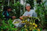 Warga mengumpulkan buah pinang hasil panen di Kawasan Hutan Gunung Lemongan, Desa Sumberpetung, Kecamatan Ranuyoso, Lumajang, Jawa Timur, Sabtu (5/7/2025). Panen pinang di kawasan hutan produksi Perhutani Rp7.000 per kilogram tersebut pada musim panen saat ini mengalami peningkatan 2 ton per hari dibandingkan tahun 2024 yang hanya 1,2 ton per hari diperkirakan terpengaruhi cuaca hujan yang lebih panjang. Antara Jatim/Irfan Sumanjaya/um