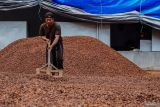 Pekerja menjemur buah pinang di Desa Tegalrandu, Kecamatan klakah, Lumajang, Jawa Timur, Sabtu (5/7/2025). Berdasarkan keterangan pengepul, produksi buah pinang rumahan tersebut dapat memproses 2 ton pinang basah perhari yang dibeli dari petani seharga Rp7 ribu per kilogram dan kemudian di pasarkan ke sejumlah daerah Indonesia hingga ekspor ke India. Antara Jatim/Irfan Sumanjaya/um