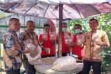 Warga binaan Rutan Lubuk Sikaping luncurkan kacang randang 