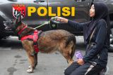 Warga berpose dengan anjing pelacak dari Unit K9 Sat Samapta Polrestabes Surabaya saat Hari Bebas Kendaraan Bermotor di Jalan Darmo, Surabaya, Jawa Timur, Minggu (6/7/2025). Sat Samapta Polrestabes Surabaya menggelar permainan flying fox untuk anak, memamerkan personel Pengendalian Massa (Dalmas) berikut peralatannya, Unit K9 dan lain-lain tersebut merupakan kegiatan untuk menyemarakkan HUT ke-79 Bhayangkara yang bertema Polri untuk Masyarakat. ANTARA Jatim/Didik Suhartono/mas.