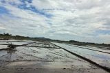Realisasi luas tambah tanam di Lampung hingga Juni capai 640.851 hektare