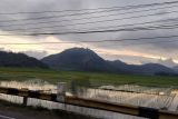 Lampung siapkan 23 ton stok benih untuk persiapan musim tanam dua