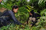 Relawan menanam bibit pohon Pinang Jawa di kawasan hutan Taman Nasional Bromo Tengger Semeru (TNBTS), Pronojiwo, Lumajang, Jawa Timur, Selasa (8/7/2025). Polsek Pronojiwo bersama TNBTS menggelar penanaman 79 bibit pohon Pinang Jawa di kawasan hutan Ranu Darungan dalam rangka melestarikan sumber mata air sekaligus memperingati hari Bhayangkara ke 79. ANTARA Jatim/Irfan Sumanjaya/mas.