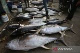 Nelayan melelang ikan  tuna sirip kuning  kualitas ekspor di Pelabuhan Perikanan Samudera, Lampulo, Banda Aceh, Aceh, Selasa (8/7/2025). Kementerian Kelautan dan Perikanan (KKP) menargetkan produksi perikanan pada tahun 2026 mencapai sebesar 25,84 juta ton yang merupakan salah satu target utama dalam Rencana Kerja Pemerintah (RKP) Tahun Anggaran 2026. ANTARA FOTO/Ampelsa.