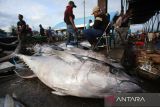 Nelayan melelang ikan  tuna sirip kuning  kualitas ekspor di Pelabuhan Perikanan Samudera, Lampulo, Banda Aceh, Aceh, Selasa (8/7/2025). Kementerian Kelautan dan Perikanan (KKP) menargetkan produksi perikanan pada tahun 2026 mencapai sebesar 25,84 juta ton yang merupakan salah satu target utama dalam Rencana Kerja Pemerintah (RKP) Tahun Anggaran 2026. ANTARA FOTO/Ampelsa.
