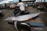 Buruh pelabuhan mengangkut ikan marlin menggunakan becak barang di Pelabuhan Perikanan Samudera, Lampulo, Banda Aceh, Aceh, Selasa (8/7/2025). Kementerian Kelautan dan Perikanan (KKP) menargetkan produksi perikanan pada tahun 2026 mencapai sebesar 25,84 juta ton yang merupakan salah satu target utama dalam Rencana Kerja Pemerintah (RKP) Tahun Anggaran 2026. ANTARA FOTO/Ampelsa.