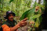 Petugas Taman Nasional Bromo Tengger Semeru (TNBTS) menunjukkan anggrek dengan nama latin Coelogyne Speciosa di taman anggrek Ranu Darungan, Pronojiwo, Lumajang, Jawa Timur, Selasa (8/7/2025). Wisata minat khusus di kawasan TNBTS yang memiliki sejumlah fasilitas seperti empat spot pengamatan burung, taman edukasi dan persemaian anggrek, camp ground dengan keanekaragam hayati dan ekosistem hutan Ranu Darungan tersebut merupakan rekreasi wisata alam berbasis pendidikan dan konservasi. ANTARA Jatim/Irfan Sumanjaya/mas.