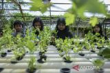 Anak-anak melihat tanaman hidroponik seledri saat edukasi urban farming di KWT Gemas Implan, Jatiuwung, Kota Tangerang, Banten,Â Rabu (9/7/2025). Kegiatan tersebut untuk mengedukasi anak-anak dalam memahami siklus hidup tanaman dan menumbuhkan kepedulian terhadap pelestarian lingkungan. ANTARA FOTO/Putra M. Akbar/gp