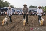 Kapolda Banten Irjen Pol Suyudi Ario Seto (tengah) bersama Wakil Gubernur Banten Achmad Dimyati Natakusumah (kanan) dan Asisten Daerah Bidang Pembangunan, Perekonomian, dan Pengadaan Setda Provinsi Banten Muhammad Yusuf (kiri) menanam bibit jagung saat acara penanaman jagung serentak kuartal III di Lahan Perhutanan Sosial, Kampung Pipitan, Walantaka, Kota Serang, Banten, Rabu (9/7/2025). Polda Banten menggelar kegiatan penanaman bibit jagung jenis hibrida BISI-18 secara serentak di seluruh Polres jajaran Polda Banten di 93 lokasi dengan total luas lahan mencapai 115,76 hektare sebagai upaya mendukung ketahanan pangan nasional. ANTARA FOTO/Angga Budhiyanto/gp