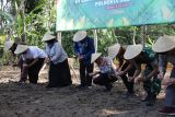 Bupati Sleman ikuti kegiatan tanam jagung bersama Polresta Sleman
