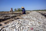 Pekerja menjemur ikan kering jenis Tanjan di desa Lombang, Juntinyuat, Indramayu, Jawa Barat, Rabu (9/7/2025). Pengusaha setempat mengaku produksi ikan kering di daerah itu menurun hingga 60 persen akibat proses pengeringan terkendala cuaca saat musim kemarau basah serta minimnya pasokan ikan dari nelayan. ANTARA FOTO/Dedhez Anggara/agr