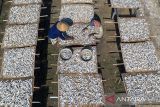 Foto udara pekerja menjemur ikan kering jenis Tanjan di desa Lombang, Juntinyuat, Indramayu, Jawa Barat, Rabu (9/7/2025). Pengusaha setempat mengaku produksi ikan kering di daerah itu menurun hingga 60 persen akibat proses pengeringan terkendala cuaca saat musim kemarau basah serta minimnya pasokan ikan dari nelayan. ANTARA FOTO/Dedhez Anggara/agr
