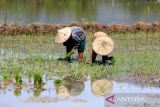 Petani menanam padi pada musim tanam serentak di desa Reukih Daya, kabupaten Aceh Besar, Aceh, Rabu (9/7/2025). Kementerian Pertanian berupaya meningkatkan produksi dan produktivitas komoditas pertanian tahun 2026, dengan target produksi beras sebesar 33,8 juta ton, naik 1,8 juta ton dari target awal 2025 sebesar 32 juta ton. ANTARA FOTO/Ampelsa.