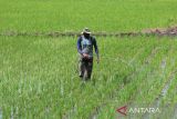 Petani menyemprotkan cairan pestisida untuk pencegahan serangan hama pada tanaman padi di desa Siron,  kabupaten Aceh Besar, Aceh, Rabu (9/7/2025). Kementerian Pertanian berupaya meningkatkan produksi dan produktivitas komoditas pertanian tahun 2026, dengan target produksi beras sebesar 33,8 juta ton, naik 1,8 juta ton dari target awal 2025 sebesar 32 juta ton. ANTARA FOTO/Ampelsa.