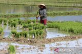Petani mencabut benih  padi pada musim tanam serentak di desa Reukih Daya, kabupaten Aceh Besar, Aceh, Rabu (9/7/2025). Kementerian Pertanian berupaya meningkatkan produksi dan produktivitas komoditas pertanian tahun 2026, dengan target produksi beras sebesar 33,8 juta ton, naik 1,8 juta ton dari target awal 2025 sebesar 32 juta ton. ANTARA FOTO/Ampelsa.