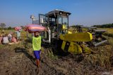 Petani memanen padi menggunakan mesin pertanian di Lawang, Malang, Jawa Timur, Kamis (10/7/2025). Kementerian Pertanian (Kementan) meluncurkan skema pembiayaan Kredit Usaha Alsintan (KUA) berupa plafon kredit hingga Rp2 miliar dengan bunga ringan hanya tiga persen per tahun dengan jangka waktu pinjaman maksimal lima tahun dengan tujuan untuk mempermudah petani memiliki alat dan mesin pertanian guna meningkatkan produktivitasnya dalam bertani. Antara Jatim/Muhammad Mada/um