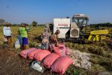 Petani memanen padi menggunakan mesin pertanian di Lawang, Malang, Jawa Timur, Kamis (10/7/2025). Kementerian Pertanian (Kementan) meluncurkan skema pembiayaan Kredit Usaha Alsintan (KUA) berupa plafon kredit hingga Rp2 miliar dengan bunga ringan hanya tiga persen per tahun dengan jangka waktu pinjaman maksimal lima tahun dengan tujuan untuk mempermudah petani memiliki alat dan mesin pertanian guna meningkatkan produktivitasnya dalam bertani. Antara Jatim/Muhammad Mada/um