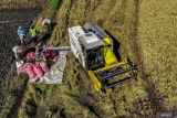 Foto udara petani memanen padi menggunakan mesin pertanian di Lawang, Malang, Jawa Timur, Kamis (10/7/2025). Kementerian Pertanian (Kementan) meluncurkan skema pembiayaan Kredit Usaha Alsintan (KUA) berupa plafon kredit hingga Rp2 miliar dengan bunga ringan hanya tiga persen per tahun dengan jangka waktu pinjaman maksimal lima tahun dengan tujuan untuk mempermudah petani memiliki alat dan mesin pertanian guna meningkatkan produktivitasnya dalam bertani. Antara Jatim/Muhammad Mada/um