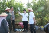 Pemkot Semarang  optimalkan lahan tidur untuk pertanian jagung