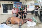 Fort De Kock, kuda legendaris milik Pemkot Bukittinggi mati