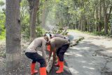 Polres FloresTimur membersihkan pohon tumbang akibat erupsi Lewotobi