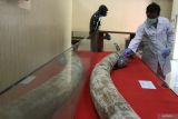 Anggota tim konservator dari Museum Sangiran  membersihkan fosil gading gajah purba (Stegodon Trigonochepalus Ivory) di Museum Trinil, Ngawi, Jawa Timur, Kamis, (10/7/2025). Kegiatan konservasi tersebut dilakukan secara berkelanjutan selama kurang lebih 25 hari yang meliputi pembersihan, perawatan, pendataan, dan penyimpanan fosil purbakala dari zaman Pleistosen dengan tujuan menjaga kelestarian koleksi, mendukung riset ilmiah, serta memperkuat fungsi museum sebagai sarana edukasi sejarah kehidupan purba kepada masyarakat. ANTARA Jatim/Ari Bowo Sucipto/mas.