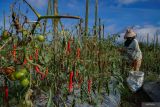 Petani memanen cabai di lahan pertanian Desa Supiturang, Kecamatan Pronojiwo, Lumajang, Jawa Timur, Jumat (11/7/2025). Sejumlah lahan pertanian cabai dan tomat di kaki Gunung Semeru tersebut mengalami penurunan produksi dengan perbandingan per 1000 meter persegi hanya menghasilkan 200 kilogram dari produksi normal 500 kilogram per musim panen akibat tanaman rusak dampak anomali cuaca kemarau basah. ANTARA Jatim/Irfan Sumanjaya/mas.