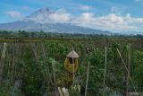 Petani memanen cabai di lahan pertanian Desa Supiturang, Kecamatan Pronojiwo, Lumajang, Jawa Timur, Jumat (11/7/2025). Sejumlah lahan pertanian cabai dan tomat di kaki Gunung Semeru tersebut mengalami penurunan produksi dengan perbandingan per 1000 meter persegi hanya menghasilkan 200 kilogram dari produksi normal 500 kilogram per musim panen akibat tanaman rusak dampak anomali cuaca kemarau basah. ANTARA Jatim/Irfan Sumanjaya/mas.