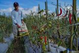 Petani memanen cabai di lahan pertanian Desa Supiturang, Kecamatan Pronojiwo, Lumajang, Jawa Timur, Jumat (11/7/2025). Sejumlah lahan pertanian cabai dan tomat di kaki Gunung Semeru tersebut mengalami penurunan produksi dengan perbandingan per 1000 meter persegi hanya menghasilkan 200 kilogram dari produksi normal 500 kilogram per musim panen akibat tanaman rusak dampak anomali cuaca kemarau basah. ANTARA Jatim/Irfan Sumanjaya/mas.