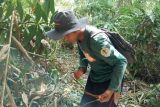 BKSDA musnahkan jerat jaga kelestarian di kawasan Cagar Alam Rimbo Panti (Video)