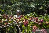 Petani memanen kopi robusta di kebun kopi Desa Cibeureum, Kec. Cilimus, Kuningan, Jawa Barat, Jumat (11/7/2025). Dinas Ketahanan Pa­ngan dan Pertanian Kabupaten Kuningan mencatat produksi Kopi di Kuningan pada 2024 mencapai 775,8 ton dan diproyeksikan akan meningkat di tahun 2025 dengan adanya penambahan luas lahan tanam kopi sekitar 100 hektare. ANTARA FOTO/Dedhez Anggara/agr