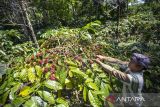 Petani memanen kopi robusta di kebun kopi Desa Cibeureum, Kec. Cilimus, Kuningan, Jawa Barat, Jumat (11/7/2025). Dinas Ketahanan Pa­ngan dan Pertanian Kabupaten Kuningan mencatat produksi Kopi di Kuningan pada 2024 mencapai 775,8 ton dan diproyeksikan akan meningkat di tahun 2025 dengan adanya penambahan luas lahan tanam kopi sekitar 100 hektare. ANTARA FOTO/Dedhez Anggara/agr