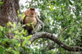 Seekor bekantan (Nasalis larvatus) berada di kawasan Geosite Geopark Meratus Pulau Curiak, Kabupaten Barito Kuala, Kalimantan Selatan, Sabtu (12/7/2025). Pulau Curiak sebuah pulau kecil di delta Sungai Barito itu dikenal sebagai pusat konservasi bekantan dan menjadi bagian dari Geopark Meratus. ANTARA/Bayu Pratama S.