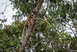 Seekor bekantan (Nasalis larvatus) berada di kawasan Geosite Geopark Meratus Pulau Curiak, Kabupaten Barito Kuala, Kalimantan Selatan, Sabtu (12/7/2025). Pulau Curiak sebuah pulau kecil di delta Sungai Barito itu dikenal sebagai pusat konservasi bekantan dan menjadi bagian dari Geopark Meratus. ANTARA/Bayu Pratama S.
