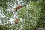 Tiga ekor bekantan (Nasalis larvatus) berada di kawasan Geosite Geopark Meratus Pulau Curiak, Kabupaten Barito Kuala, Kalimantan Selatan, Sabtu (12/7/2025). Pulau Curiak sebuah pulau kecil di delta Sungai Barito itu dikenal sebagai pusat konservasi bekantan dan menjadi bagian dari Geopark Meratus. ANTARA/Bayu Pratama S.