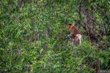 Seekor bekantan (Nasalis larvatus) berada di kawasan Geosite Geopark Meratus Pulau Curiak, Kabupaten Barito Kuala, Kalimantan Selatan, Sabtu (12/7/2025). Pulau Curiak sebuah pulau kecil di delta Sungai Barito itu dikenal sebagai pusat konservasi bekantan dan menjadi bagian dari Geopark Meratus. ANTARA/Bayu Pratama S.