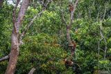 Tiga ekor bekantan (Nasalis larvatus) berada di kawasan Geosite Geopark Meratus Pulau Curiak, Kabupaten Barito Kuala, Kalimantan Selatan, Sabtu (12/7/2025). Pulau Curiak sebuah pulau kecil di delta Sungai Barito itu dikenal sebagai pusat konservasi bekantan dan menjadi bagian dari Geopark Meratus. ANTARA/Bayu Pratama S.