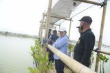 Semarang siapkan Tambakrejo jadi ekowisata mangrove