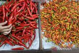 Harga cabai rawit masih tinggi berkisar Rp67.171/kg
