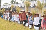 Padi organik Sembada Merah jadi komoditas unggulan Sleman