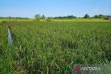 Pemerintah bangun sumur bor untuk para petani di Natuna
