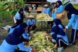 Lanud Natuna berhasil produksi jagung pulut ketat putih
